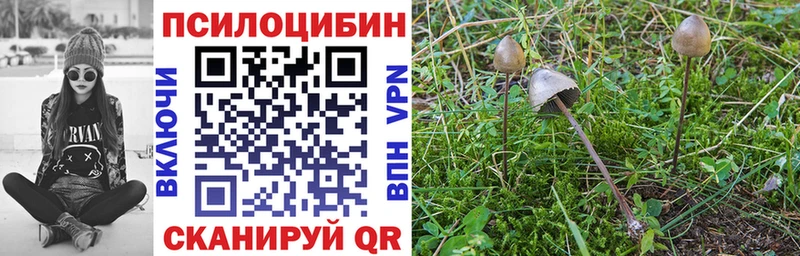 Псилоцибиновые грибы Psilocybe Ува